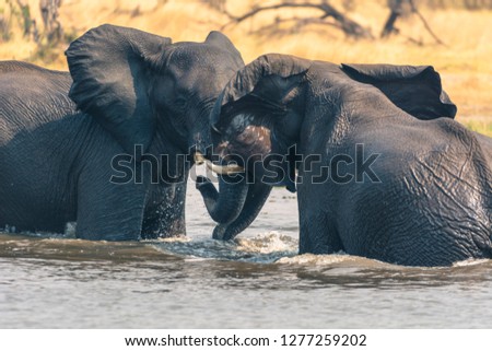 Botswana. Okavango Delta. Khwai Concession. Two young male elephants (Loxodonta africana) playing in the water.