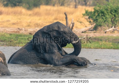 Botswana. Okavango Delta. Khwai Concession. Two young male elephants (Loxodonta africana) playing in the water.