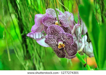 Vanda hookerrina or Purple Vanda Orchid fully bloom in the garden. shallow dept of field.