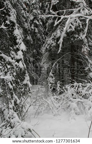 beautiful winter forest. trees covered with snow in the forest. photo of a beautiful winter forest.
