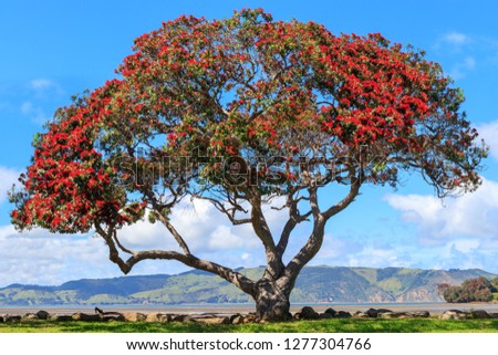 Pohutukawa tree at Huia bay near Titirangi, New Zealand Royalty-Free Stock Photo #1277304766