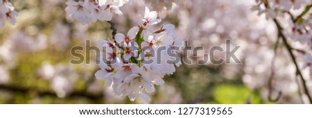 Spring banner with Pink flowers of Yoshino cherry tree  and sunlight. 