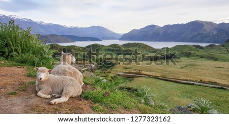 Sheeps at the Roys Peak Track, Wanaka, New Zealand, South Island, NZ