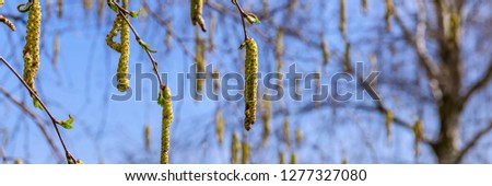 Spring birch catkins on branch without leaves on blue sky background. Birch catkin as Allergy trigger, banner