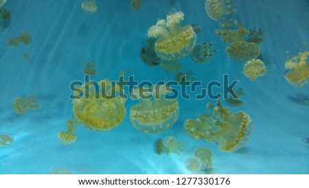 Sun Worshippers Jelly Fish