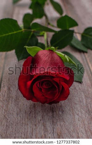 Red rose and Valentines day hearts on wood. Top view with copy space