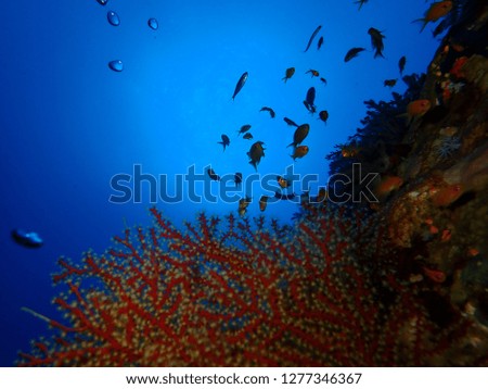 Underwater world in deep water in coral reef and plants flowers flora in blue world marine wildlife, travel nature beauty exploration diving trip,adventures recreation dive. Fish, corals, sea creature
