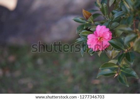 beautiful pink flower