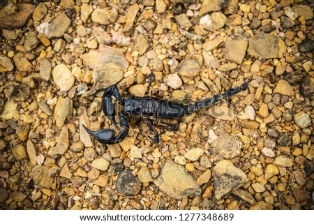 The black Emperor Scorpion dead on the rock ground / Pandinus imperator