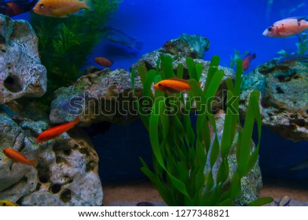 Marine Aquarium, Blurred Abstract Background