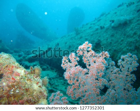 Underwater world in deep water in coral reef and plants flowers flora in blue world marine wildlife, travel nature beauty exploration in diving trip,adventures recreation dive. Wrecks,  cannon, cannon