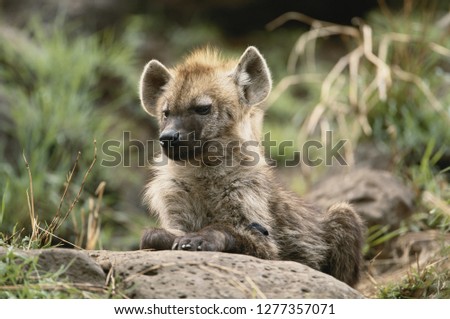 Kenya, Maasai Mara National Reserve, Baby Hyena (Crocuta Crocuta)