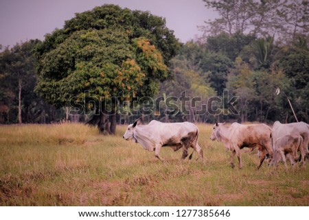 A herd of cows are grazing in paddy field