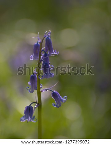 Beautiful Bluebells close up picture with blurred background