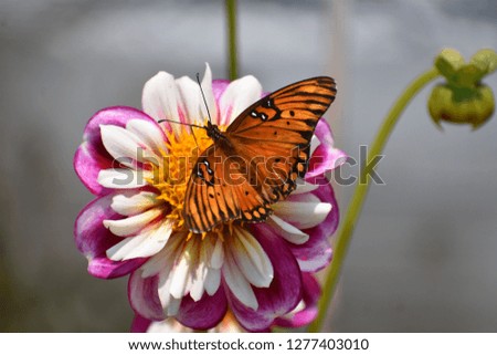 dahlias with monarch butterfly