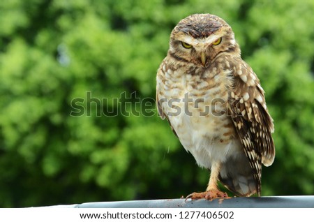 Owl staring, sitting on a car, in the city. Forest invading the city.