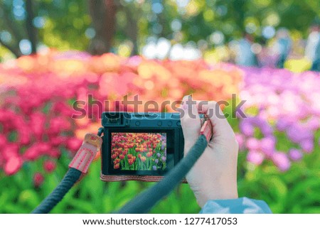 Beautiful woman taking photographs of tulips in a spring garden 