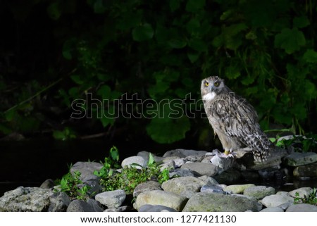 Shimous owl which inhabits Rausu in Hokkaido
The world's largest owl companion, blakistoni
Scenery hunting fish for bait of blakistoni