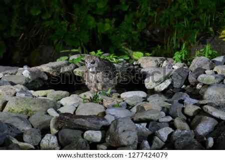 Shimous owl which inhabits Rausu in Hokkaido
The world's largest owl companion, blakistoni
Scenery hunting fish for bait of blakistoni