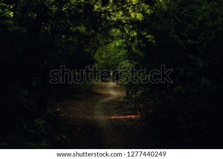 Path in forest