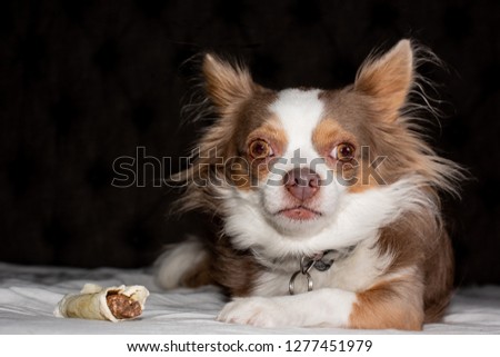 Long hair chihuahua dog  in bed eating a bone. 