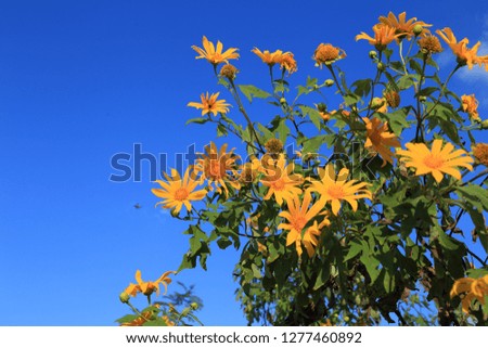 Tree marigold Mexican sunflower Weed Tithonia diversifolia at sunset