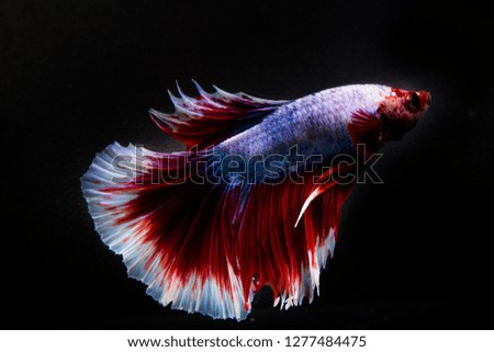 Red fancy fish on a plain black background.