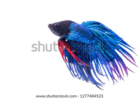 Blue fancy fish on a plain white background.