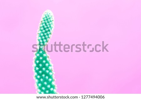 Cactus Fashion Design. Minimal Stillife. Trendy Bright Colors. Green Neon Mood on Pink background