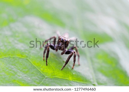 Closeup of small jumping spider