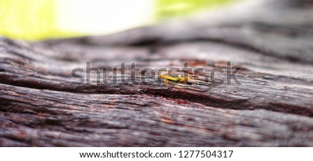 Two ants walking along an old timber, carrying a green worm