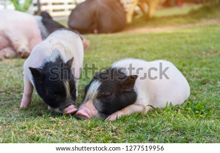 vietnamese pot belly piglets lie on the lawn in the farm