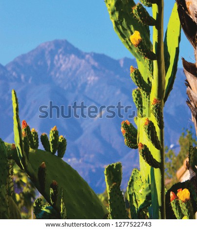 Cactus and mountains