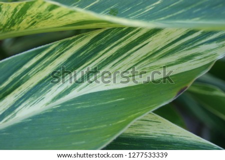 Green leaf background image