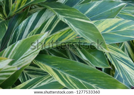 Green leaf background image