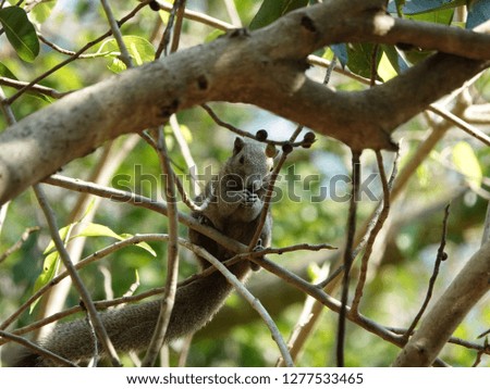 Close up of Squirrel on a small tree branch.                                 