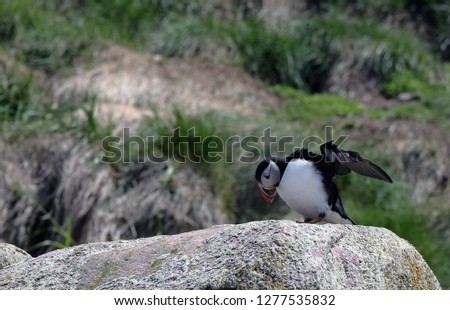 Atlantic Puffins Resting on Rocks in the Middle of the Day