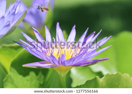 Pretty honey bee fly above purple lotus or water lily and green leaf on blur scene. Bright close up petals flower in garden, outdoor, soft focus, and blurry background.  Beautiful nature concept.