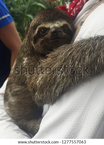 sloth in Jungle