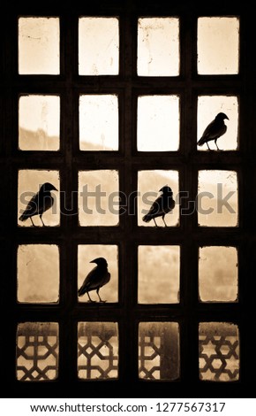 Silhouette of four birds making a tick sign sitting on a patternlike window in India