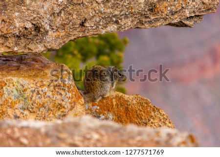 Squirrel in the Grand Canyon in Arizona USA