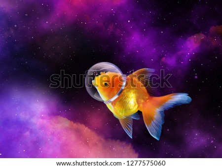 Goldfish in the sky with Astronaut hat, Gold fish swim in the galaxy  space,Mixed media. enigmatic stories, fantasy, fairy tales, Goldfish is an astronaut. Royalty-Free Stock Photo #1277575060