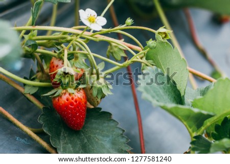 Freshly of different size strawberry grown-up in strawberry fields.