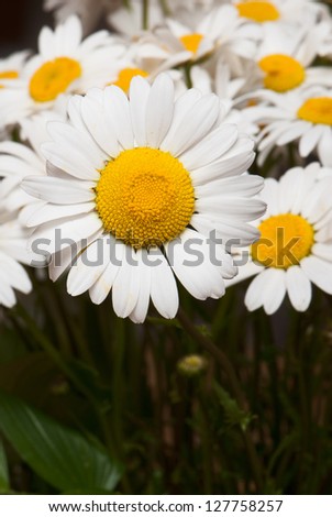beautiful background of fresh flowers photographed in the studio