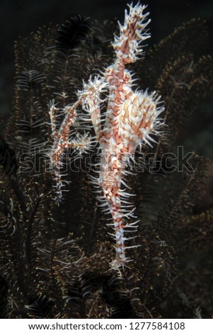Couple of Harlequin Ghost Pipefish (Solenostomus paradoxus). Picture was taken near Island Bangka in North Sulawesi, Indonesia
