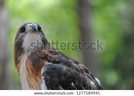A proud and strong hawk stands with his brown, tan, and white feathers against a pastel green forest background. The predator looks to the left hunting his next meal.