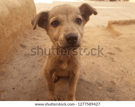 Cute dog litte dog wildlife animal pictures 