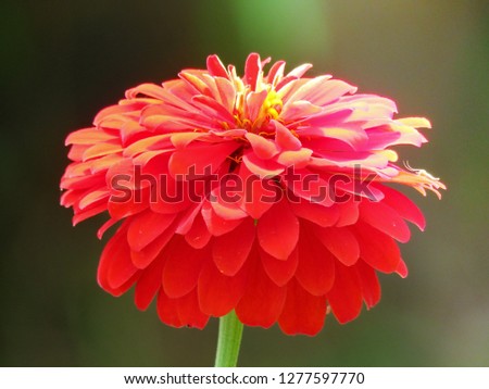 Beautiful red flower in natural background, Center of fresh flower. Bright red floral of summer in field. Close up pretty petals flower in garden, outdoor, soft focus, and blurry backdrops.