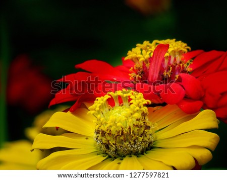 Bright yellow and red florals of summer in field. Close up pretty petals flowers in garden, outdoor, soft focus, and blurry backdrops. Twin beautiful flowers in natural background. 