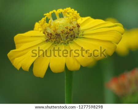 Bright yellow floral of summer in field. Close up pretty petals flower in garden, outdoor, soft focus, and blurry background. Beautiful yellow flower in natural background, Center of fresh flower.